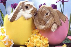 Pasqua